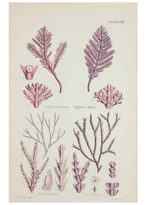 Reproducción/Reproduction 17646044909: Nereis australis, or Algae of the southern ocean ...