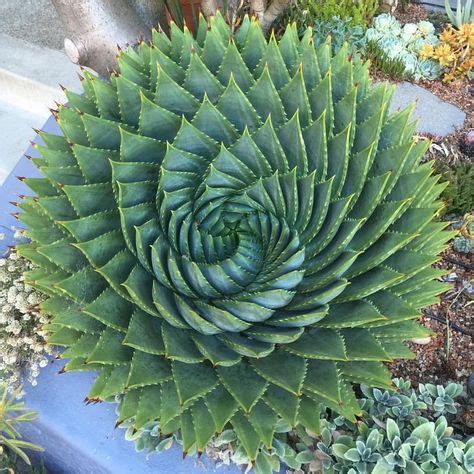 Pin by Barbara Guzzo on Fibinacci, the Golden Ratio | Succulents, Plants, Macro photos