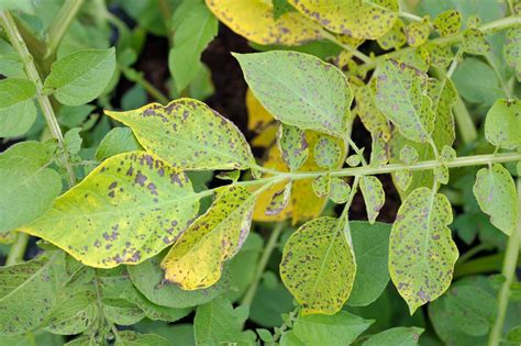 Potato Blight Causes, Identification & Treatment | Horticulture