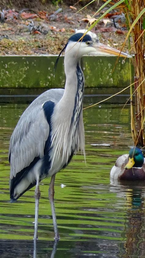 Ardea cinerea - Linnaeus, 1758 - (Ardeidae) - Héron, héron cendré