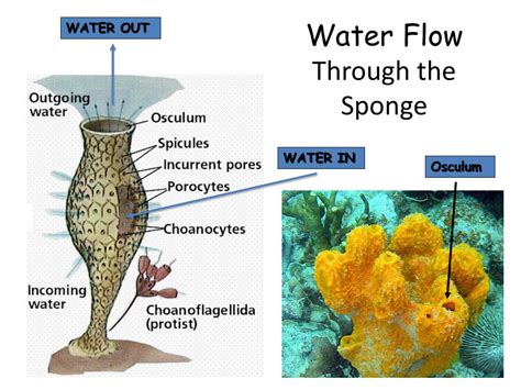 PPT - Phylum Porifera PowerPoint Presentation, free download - ID:6525550