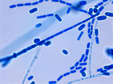 Geotrichum