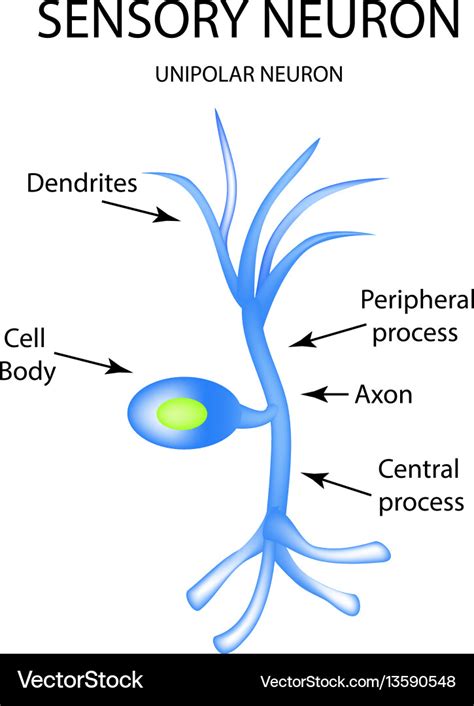 The structure of the sensory neuron infographics Vector Image