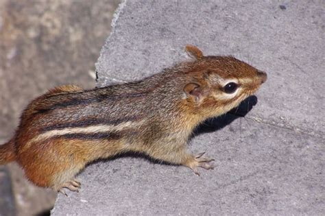 Chipmunk Animal Facts | Tamias Striatus | AZ Animals