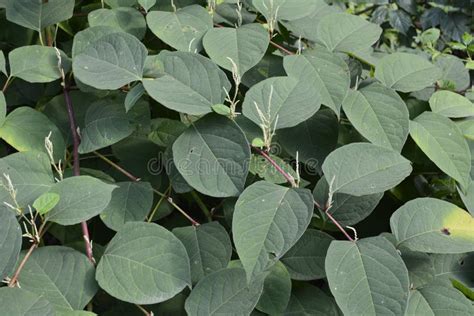 Flowers of Asian Knotweed, Fallopia Japonica.shoots of Japanese Knotweed, Polygonum Cuspidatum ...