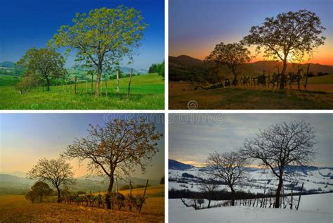 Oak Tree Four Seasons stock image. Image of industry, autumn - 8049605