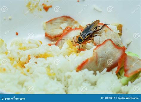 Dirty Food / Cockroaches Eating Rice Food Living in the Kitchen at ...