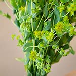 Buplerum Flowering Greenery | FiftyFlowers.com