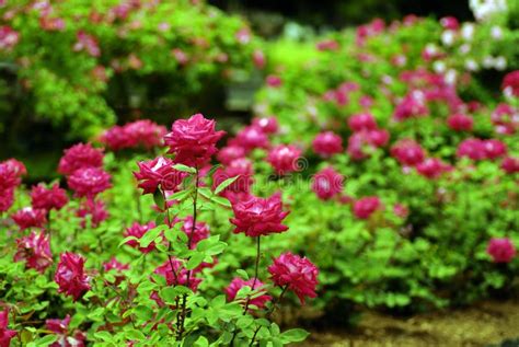 Rose Garden stock photo. Image of flowers, decoration - 2615964