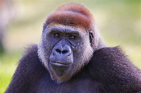 10 Animals Found In Cameroon - WorldAtlas