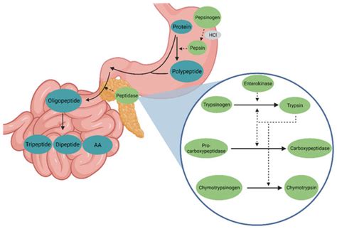 Animals | Free Full-Text | Factors Influencing Proteolysis and Protein Utilization in the ...