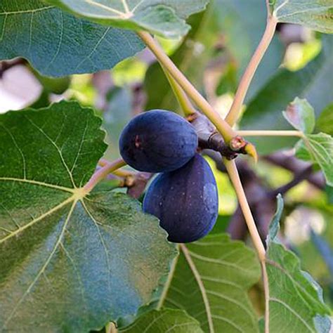 Black Mission Fig Trees for Sale – C&J Gardening Center