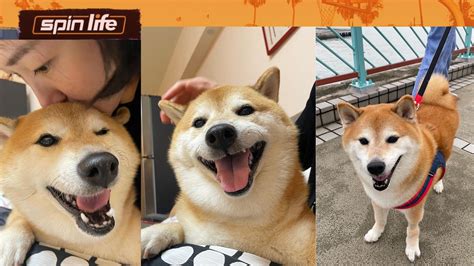 Cheems, the popular Shiba Inu meme sensation, passes away