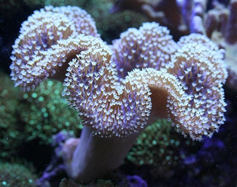 White Polyp Toadstool Soft Coral Tank Raised Soft Coral - AquaCorals Aquacultured Soft Coral