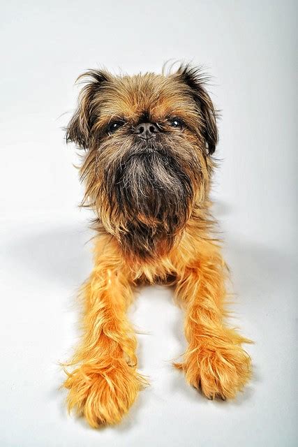 Brussels Griffon Pictures and Informations - Dog-Breeds.com