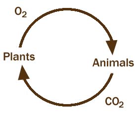 Carbon Oxygen Cycle