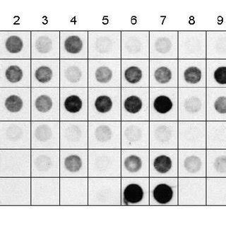 Dot-blot hybridization of total DNA from Macrosteles quadripunctulatus ...