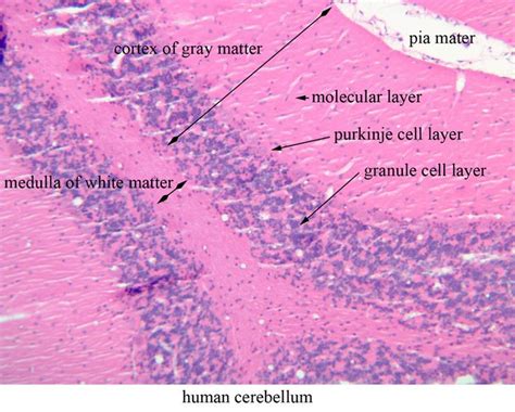 30 best Histology - Cerebellum images on Pinterest | Anatomy, Anatomy reference and Lab