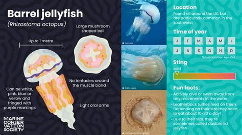 Identifying jellyfish | Wildlife sightings | Marine Conservation Society | Marine Conservation ...