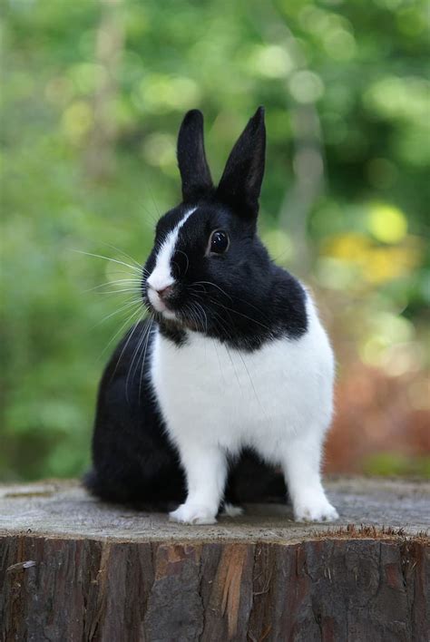 The Dutch Rabbit - Complete Guide & Facts