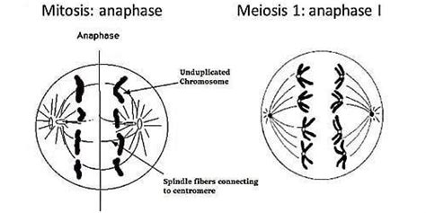 Anaphase Definition and Examples - Biology Online Dictionary