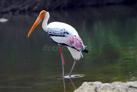 Pink Painted Stork Migratory Bird Isolated Stock Image - Image of ...