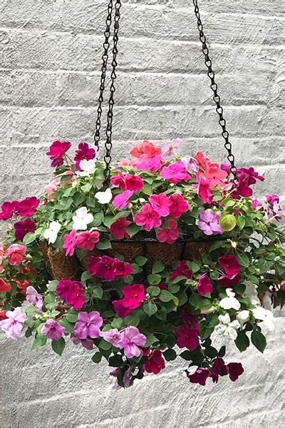 Shade-Loving Outdoor Plant For A Flower Hanging Basket - My Growing ...