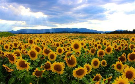 Sunflower field wallpaper | Sunflower fields, Kansas, State of kansas