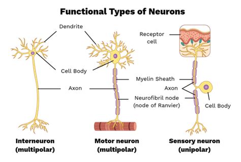 Functional classification of neurons - Labster