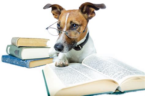 Dog Studying (800×533) – KSP Partnership