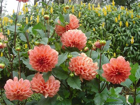 Dahlia Facts and Medicinal uses