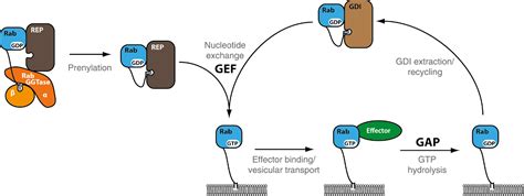 Mechanisms of action of Rab proteins, key regulators of intracellular vesicular transport