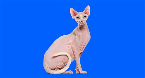 Everything you need to know about: Sphynx Cats | Napo Pet Care