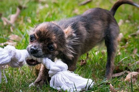 The Rules of the Game: How to Keep Your Puppy Safe During Playtime - This Dogs Life