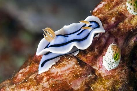 The Lochi Nudibranch - Whats That Fish!