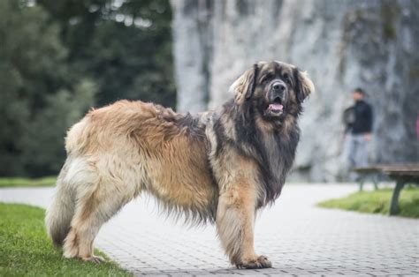 Detailed Leonberger Growth Chart For All Dog Lovers