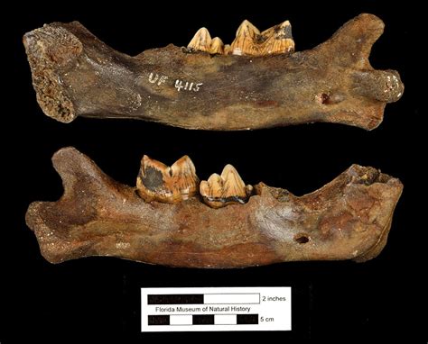 Smilodon fatalis – Florida Vertebrate Fossils