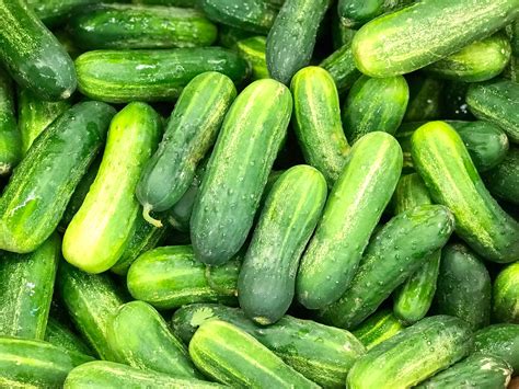 12 Types of Tasty Cucumbers - A-Z Animals