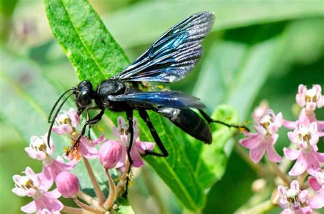 The Great Black Wasp – Focusing on Wildlife