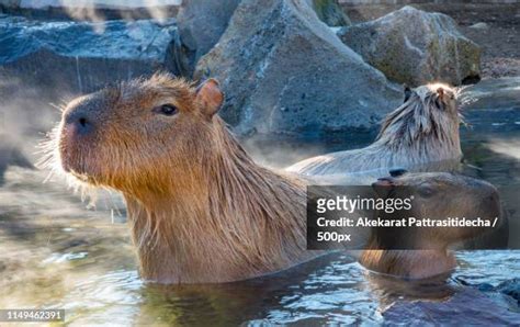 120 Japan A Capybara Stock Photos, High-Res Pictures, and Images - Getty Images