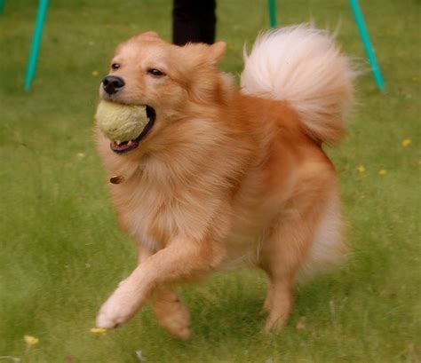 Finnish Spitz | The Life of Animals