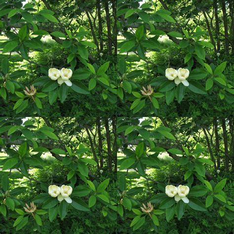 Sweetbay Magnolia Virginiana Magnolia Tree Plant Seeds Get 5 | Etsy