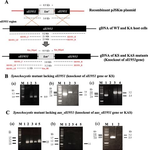 Genomic maps of the engineered Synechocystis sp. PCC 6803 strains, KS ...