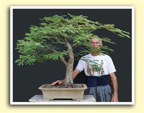 Dragon Tree Bonsai