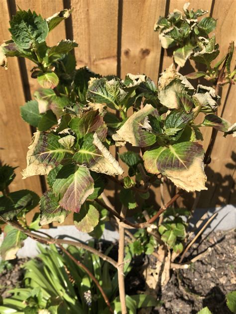 What’s wrong with my hydrangea? — BBC Gardeners' World Magazine