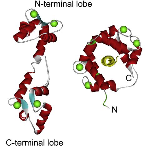 Comparison of the structures of Ca 2+-loaded calmodulin with and ...