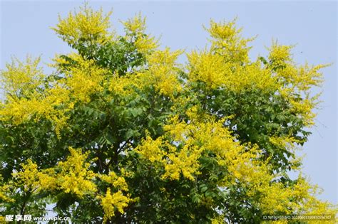 栾树花 摄影图__花草_生物世界_摄影图库_昵图网