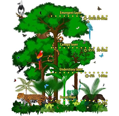 12 Amazing Rainforest Facts For Kids - JellyQuest