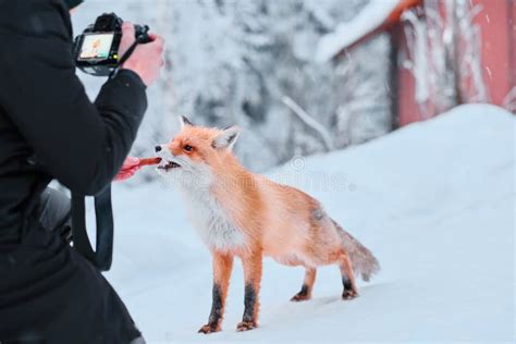 Photographer Feeding Wild Red Fox in Winter Stock Photo - Image of park, frozen: 163573316