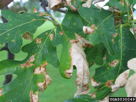 anthracnose (Apiognomonia errabunda)